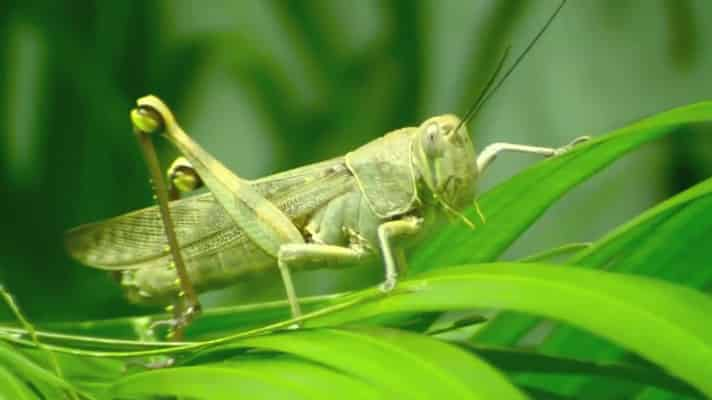 grasshopper keet