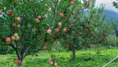 himachal apple farmers sixteen nine