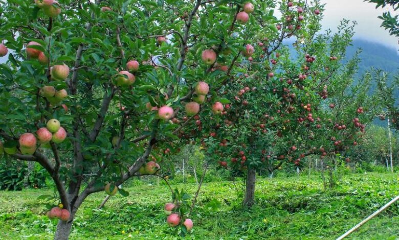 himachal apple farmers sixteen nine