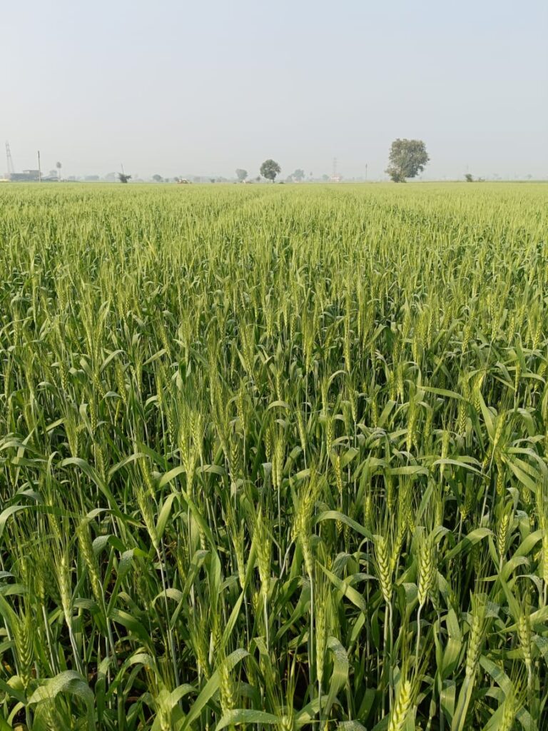 गेहूं की फसल wheat crop